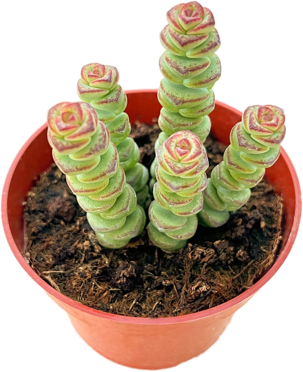 Live Succulents Crassula Baby's Necklace (4-inch), Succulent Plants Fully Rooted in Pots with Soil, Easy-Care House Plant for DIY, Home Office Decor, Wedding Party Favor