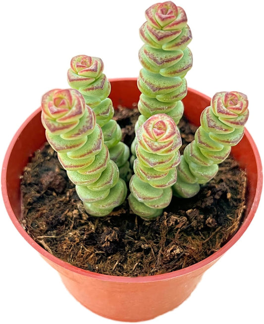 Live Succulents Crassula Baby's Necklace (4-inch), Succulent Plants Fully Rooted in Pots with Soil, Easy-Care House Plant for DIY, Home Office Decor, Wedding Party Favor