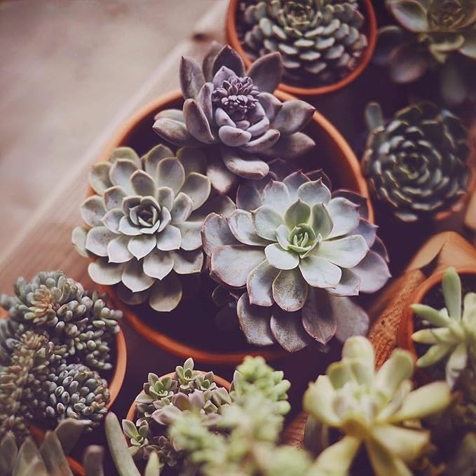 Shallow Terracotta Pots 5 inch, Pack of 6 Clay Pots for Plants with Drainage Holes and Saucers, Mini Nursery Plant Pots for Seed, Succulents, Cactus, Indoor,Outdoor