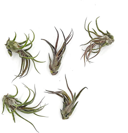 Air Plants - Tillandsia Pruinosa, Large 3-5" - 5ct - Live Arrival Guaranteed - House Plants for Home Decor & Gift