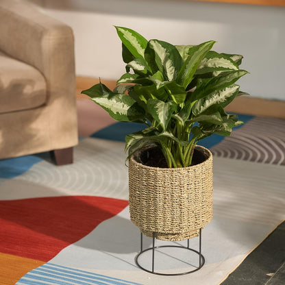 Set of 2 Water Hyacinth Planter Pot with Metal Stand - Indoor Plant, Flower, Succulent, Basket, Decorative Pot Cover (Seagrass)