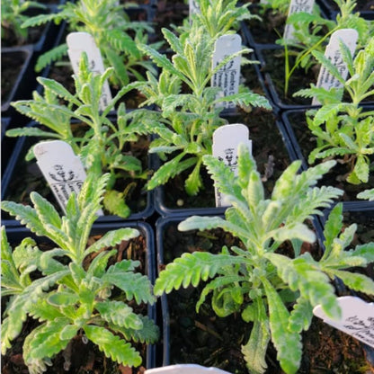 Set 2 Lavender Plants Live, Lavandula Perennial Flower Plants Indoor Outdoor, Well Rooted Plugs 3 to 5 Inch Tall to Grow (Provence Lavender)