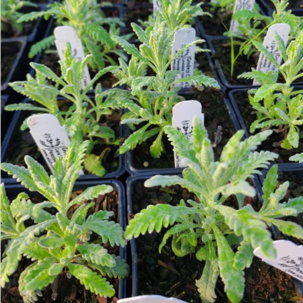 Set 2 Lavender Plants Live, Lavandula Perennial Flower Plants Indoor Outdoor, Well Rooted Plugs 3 to 5 Inch Tall to Grow (Blue Lavender)