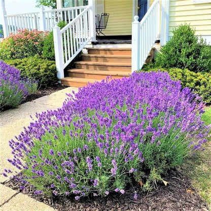 4 Lavender Plants Live, Purple Live Lavender Plant Indoor Outdoor, 5 to 8 Inch Tall Herb