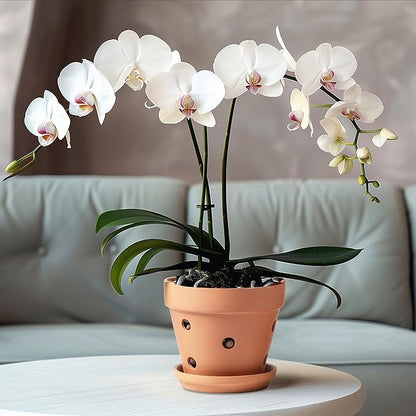 Clay Orchid Pots with Holes,Terracotta Orchid Pots with Drainage Holes & Saucer for Repotting 6 Inch, Orchid Planters for Indoor Plants