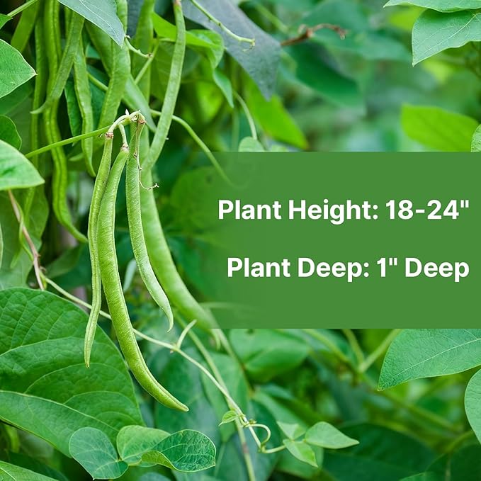 Contender Bush Green Bean Seeds, Approx 13g - Non-GMO Heirloom Green Beans Planting for Outdoor Home Vegetable Garden