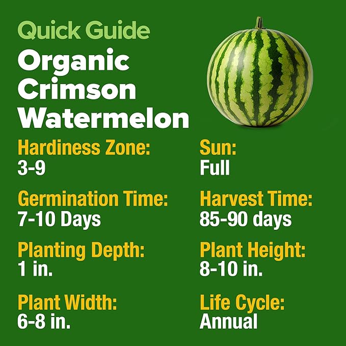 HOME GROWN 𝗨𝗦𝗔 𝗣𝗥𝗘𝗠𝗜𝗨𝗠 𝗢𝗥𝗚𝗔𝗡𝗜𝗖 Watermelon Vegetable Seeds (Crimson Sweet) – 15 Non-GMO, Heirloom Water Melon (7g) for Planting in Home Gardens or Beds Outdoors – Citrullus lanatus