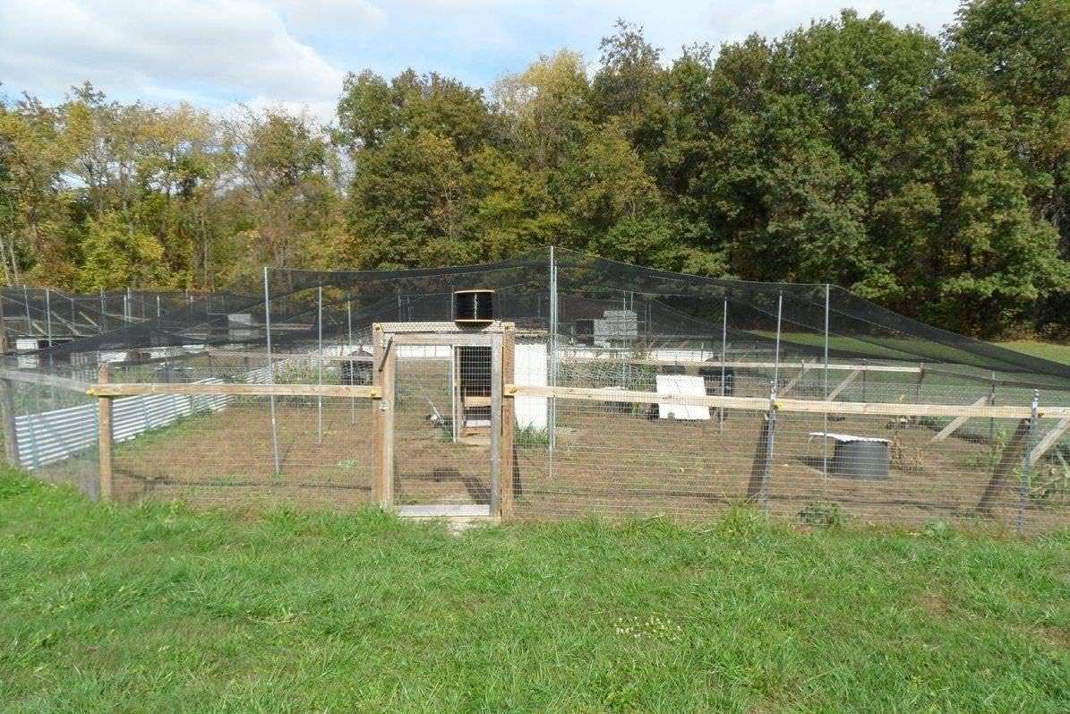 Poultry Netting 1" or 2" Mesh Heavy Knotted Nets Aviary Gamefowl Quail Chicken Bird Block Net Long Lasting Break/Burst 85/245 lb Polyethylene 8-10 Year Lifespan (50' X 50', 2)