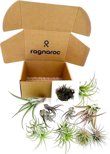 Air Plants - Freyja Gift Box - 10ct - Live Arrival Guaranteed - House Plants for Home Decor & Gift