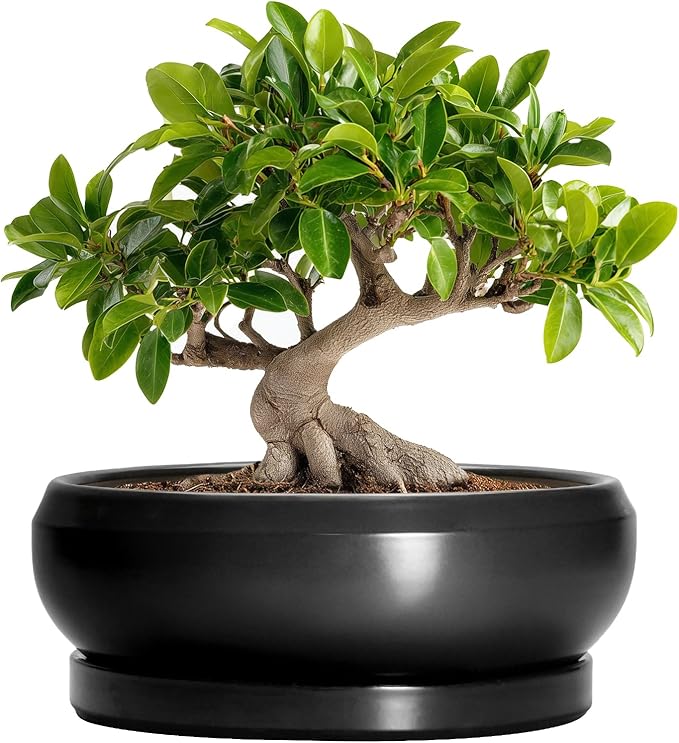 Bonsai Pots 10 Inch - Ceramic Succulent Planters Indoor Outdoor, Bonsai Pots with Drainage Hole and Tray, Modern Shallow Planter, Round Bowl Planter, Garden Decor, Garden Gift, Black
