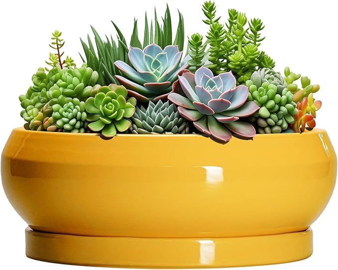 Succulent Pots 10 Inch - Ceramic Bonsai Pots with Drainage Hole and Tray, Shallow Plant Pot Indoor Outdoor, Modern Bonsai Tree Pot, Round Planter Bowl, Home Decor, Housewarming Gift, Yellow