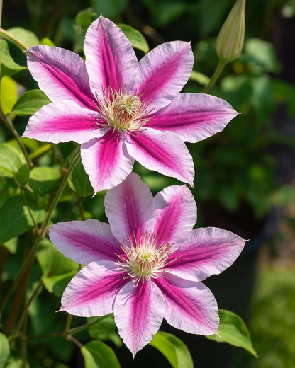 Perennial Farm Clematis 'Dr. Ruppel' Hybrid – Live Flowering Vine in 4 Quart Container, Large Rose-Pink Blooms with Deep Pink Stripes, Long Blooming, Ideal for Trellises, Arbors & Garden Fences