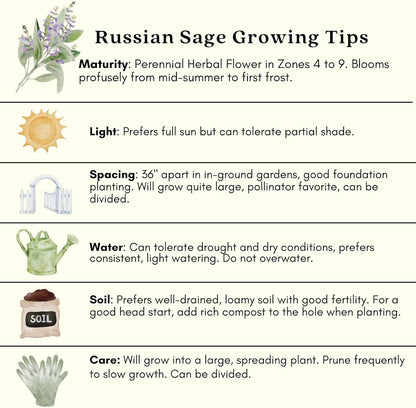 Clovers Garden Russian Sage Plants – Two (2) Live Plants – Non-GMO - Not Seeds - Each 4" to 8" Tall – in 4" Inch Pots – Hardy Flowering Perennial, Pollinator Favorite