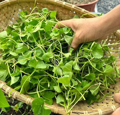 1200 Centella Seeds – Gotu Kola, Rau Má, Centella Asiatica, Asiatic Pennywort, Indian Pennywort, Brahmi, Mandukaparni – Non-GMO, Heirloom – Vegetable Seeds for Yard & Garden