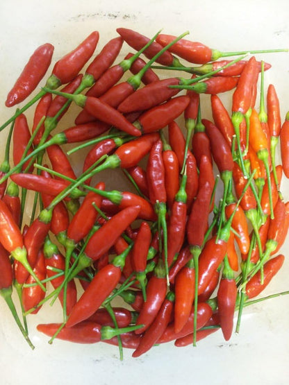 Clovers Garden Tabasco Pepper Plants- Two (2) Live Plants – Non-GMO - Not Seeds – Each 4"-8" Tall in 4 Inch Pots - Medium Hot