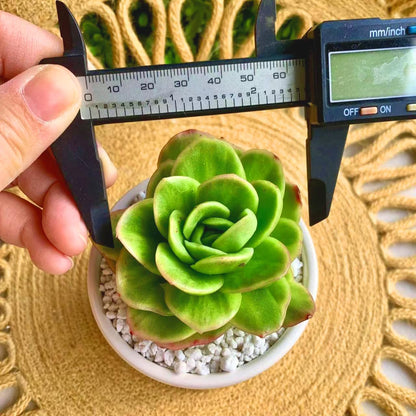 FWPP Succulents Plants Live,Echeveria ice Rose Variegated 3.5 inches Green Mini Indoor Plants,Bare Root Without Pot Soil,Live Plants for Gift Party Wedding Garden Baby Shower DIY Decor