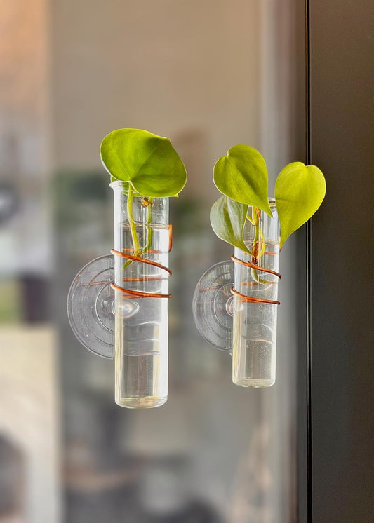 The Little Window Propagator | Window Propagation Station with Removable Glass Tubes, Indoor Plant Clippings, Cut Flowers, Herbs, Succulents | Home Decor | Plant Lover Gift (2)