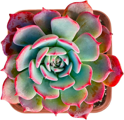 2" Rare Succulent Echeveria Laurensis, Live Succulents Plants Fully Rooted in Grower Pots, Unique Gift for Wedding Favor, Party Favor