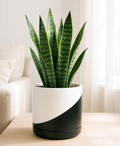 D'vine Dev 8.2 Inch Ceramic Planter Pot with Drainage Hole and Saucer, Indoor Cylinder Round Planter Pot, Oblique Monochrome Black and White, 94-O-D-K