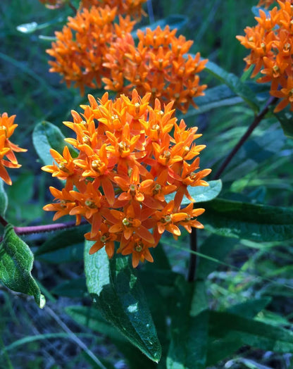 3 Live Butterfly Milkweed Plants (Asclepias tuberosa) Perennial Wildflowers from My Home Park – Individually Potted in 4” Pots – 4–8” Tall on Arrival – Not Seeds – Blooms in Mid-Summer – Zones 4-8