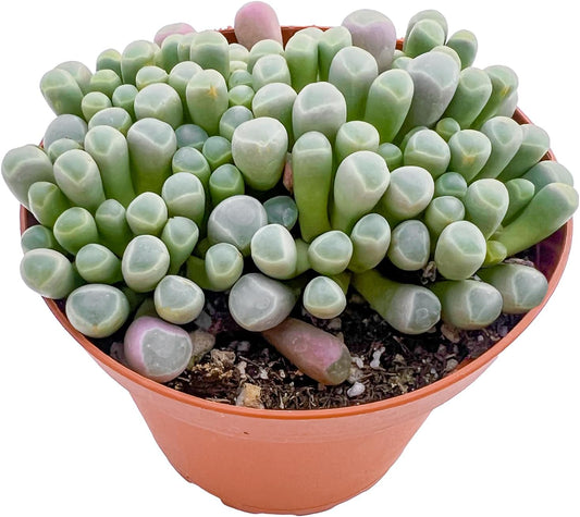 Live Succulents 'Baby Toes' (4-inch), Succulent Plants Fully Rooted in Pots with Soil, Easy-Care House Plant for DIY, Home Office Decor, Wedding Party Favor