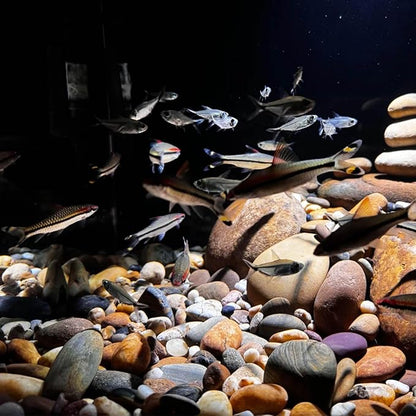 20 lbs River Rocks for Plants, 1-2 Inch Decorative Pebbles Stones for Landscaping Garden Painting Crafting Walkways and Outdoor Yard