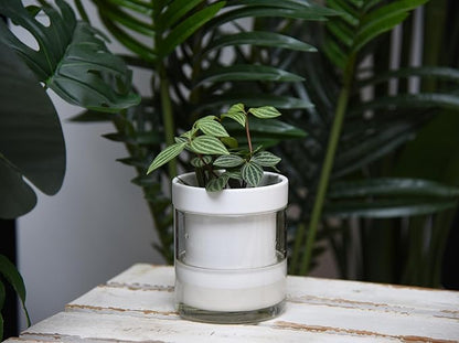 Phoenix Vine 4 Inch Self Watering Planter, White Terracotta Clay Pot with Glass Reservoir for Indoor Plants, Herbs, Flowers, Set of 4, 52-B-E-4