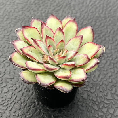 Sprout N Green Echeveria Mexican pulidonis, Live Rare Succulent Potted 2" Planter, Real House Plant for Party Favors Home Indoor Outdoor Garden Wedding Decoration DIY Projects