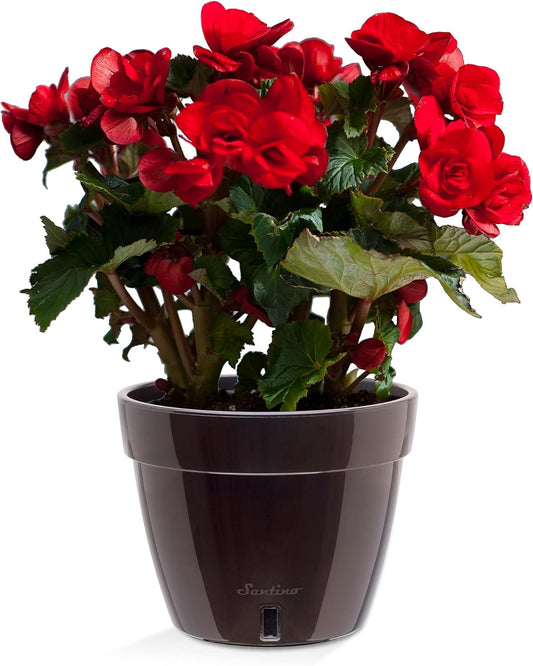 Santino ASTI 7.1 Inch Self Watering Planter Black-Gold/Black for Indoor Plants - Premium Quality Modern Plastic Planter Pot w/Water Level Indicator for All House Herbs, Plants, African Violets