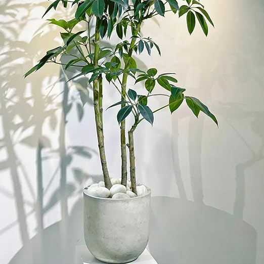 20 lbs White River Rocks for Landscaping, 2-3 inch Large Pebbles for Plants, Decorative Stones for Planters Vase Aquarium and Outdoor Garden Rocks