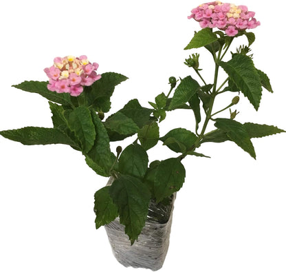 Lantana Camara Flowers - Two Mixed (2) Live Plants - Plants, not Seeds - Attracts Hummingbirds & Butterflies - Each in 4 inch Pots
