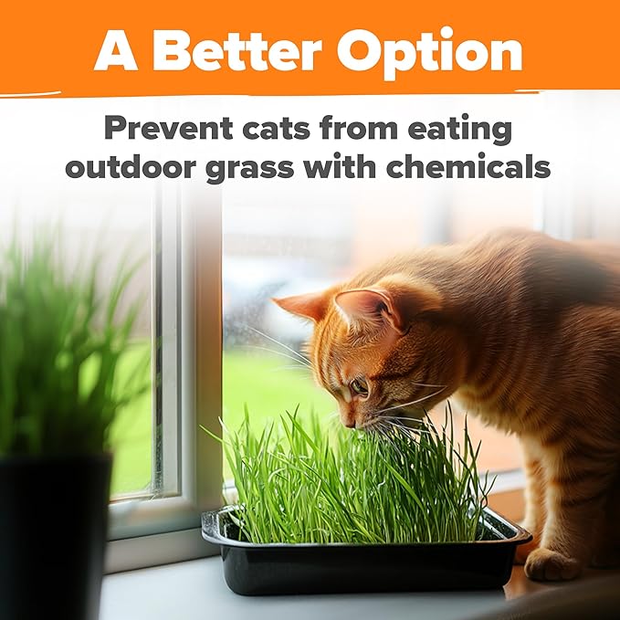 HOME GROWN 𝗨𝗦𝗔 𝗣𝗥𝗘𝗠𝗜𝗨𝗠 1 Pound Cat Grass Seeds for Cat & Kittens Oat & Barley Mix 100% 𝗡𝗢𝗡-𝗚𝗠𝗢 Heirloom, Grow Fresh Kitty Grass for Chewing, Pet Grass for Cats Indoor Garden