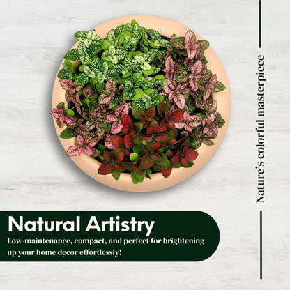 Polka Dot Plant (4-Pack) - Live Houseplants, Small Indoor Plants, Hypoestes Pink- Colorful, Air-Purifying House Plants