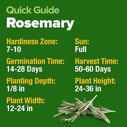 HOME GROWN 𝗨𝗦𝗔 𝗣𝗥𝗘𝗠𝗜𝗨𝗠 Rosemary Seeds Pack - 150 High Germinating 𝗡𝗢𝗡-𝗚𝗠𝗢 Heirloom Herb Seeds for Planting in Indoor or Outdoor Herb Gardens (Salvia rosmarinus)