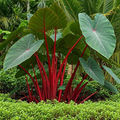Hawaiian Punch Caladium Bulbs for Planting -Rare Coloring - Perennial Hosta, Elephant Ears, Fancy (5 Elephant Ear Bulbs)