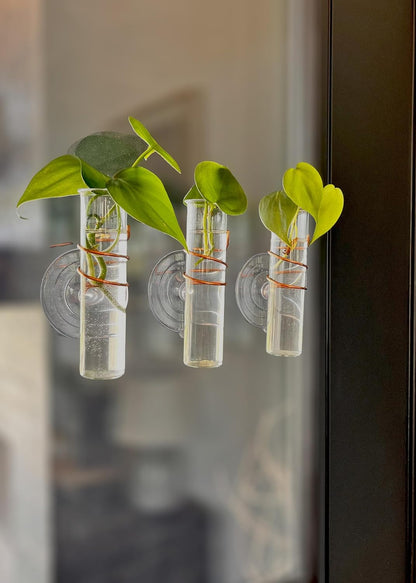 The Little Window Propagator | Window Propagation Station with Removable Glass Tubes, Indoor Plant Clippings, Cut Flowers, Herbs, Succulents | Home Decor | Plant Lover Gift (3)