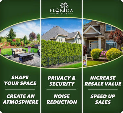 Salvia Mexican Sage Plants | 10 Live Seedlings | Salvia leucantha | Velvety Purple Flower Spikes | Drought Tolerant Landscape Perennial