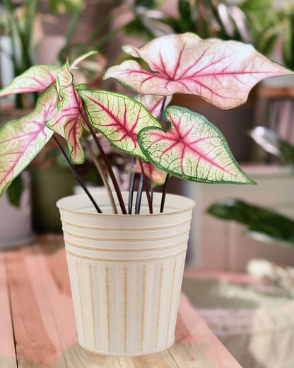 vensovo 7 Inch Beige Metal Rustic Flower Pots - 6Pcs Medium Galvanized Planters with Drainage Hole and Rubber Plug, Rustproof Metal Bucket Plant Pots Farmhouse Vintage Style for Decor