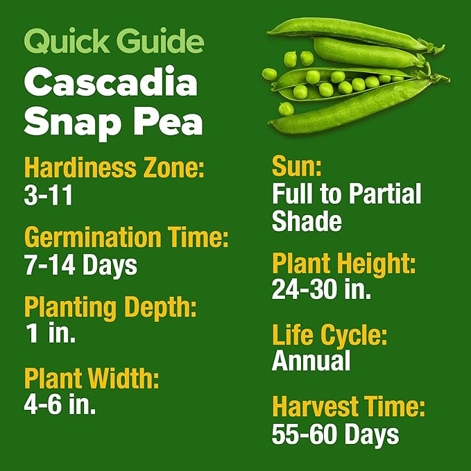 HOME GROWN - Snap Pea Seeds for Planting - Organic, Heirloom Cascadia Variety - 100 Non-GMO Vegetable Seeds - Cool Season Crop for Containers - Sweet Flavor, Fast Germination (Pisum sativum)