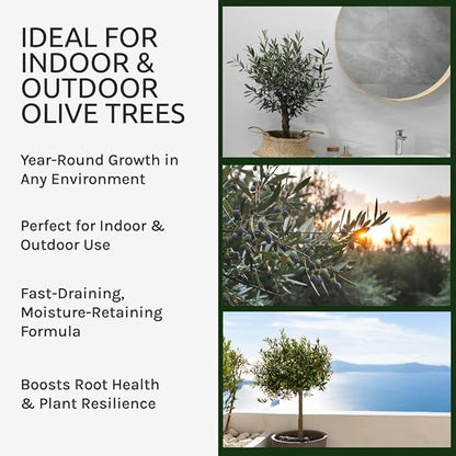 Organic Olive Tree Potting Mix – Fast-Draining, Nutrient-Rich Soil for Indoor & Outdoor Olive Trees – Mediterranean Plant Care – Long-Lasting Formula (2 QUARTS)