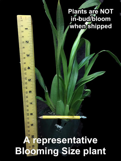 Dancing Lady Orchid - floriferous, Easy to Grow, Will Make Tall Flower Spike (NOT in-Bud/Bloom When Shipped)