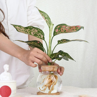 Plant Propagation Station,Hydroponic Glass Container Vase Jars, with Wooden Saucer for Desks, Houses, Garden Decorations, Home Kitchen Decorations and Gifts for Plant Lovers (9)