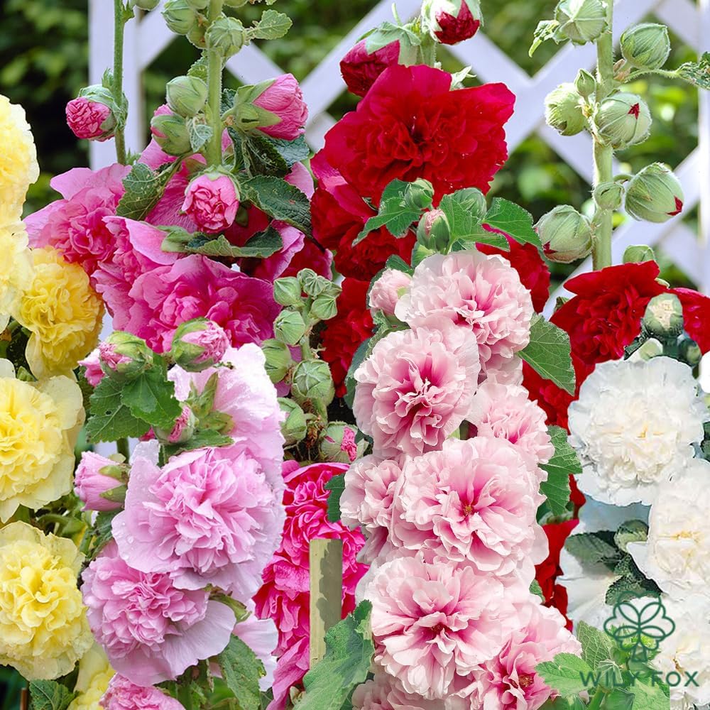 Premium Rare Hollyhock Seeds – 400+ Double Hollyhock Flower Seeds – Non-GMO, Heirloom Perennial – Showy Blooms for Outdoor Planting (Double Hollyhock Mix)