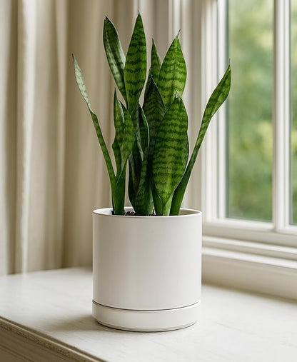 D'vine Dev Set of 2 Plants Pots, 6.5 Inch Ceramic Planter Pot for Plants with Drainage Hole and Saucer, White, 94-V-C-1