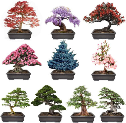 300+ Bonsai Tree Seeds – 10 Popular Varieties of Non GMO Heirloom Bonsai Seeds Red Maple, elm Tree, Blue Spruce, Black Spruce, Black Pine, Wisteria, Sakura, Flame Tree, Bauhinia, Dawn Redwood