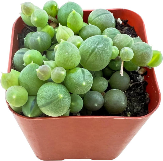 Sprout N Green Live Mini Succulent Plant, 2in String of Pearls, 1 Pack Rare Fully Rooted in Pot, Real House Plant for Home Office Wedding Decoration DIY Projects Party Favor