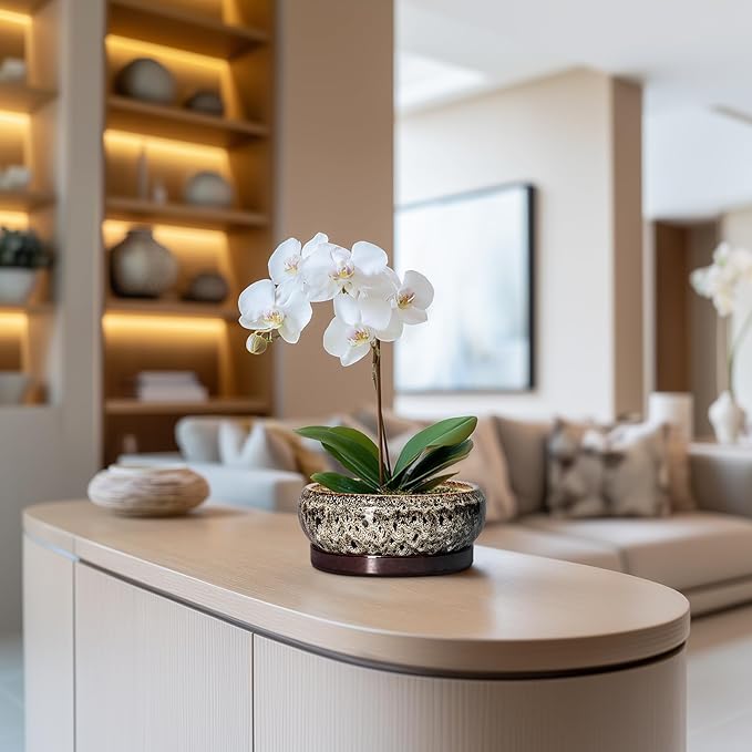 Succulent Planter 6 Inch - Ceramic Bonsai Pots with Drainage Hole and Tray, Shallow Plant Pot Indoor Outdoor, Cactus Succulent Pot, Round Bonsai Planter, Home Decor, Plant Lover Gift, White