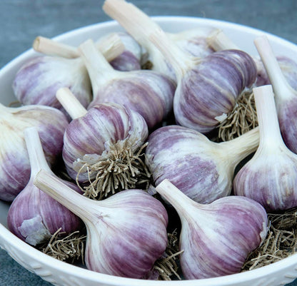 5 Pack of Fresh Purple Garlic Bulb - Great for Planting and Growing OR Eating by Greenhouse PCA