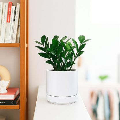 D'vine Dev Set of 2 Plants Pot, 4.7 Inch Ceramic Planter Pot for Plants with Drainage Hole and Saucer, White, 94-V-B-1