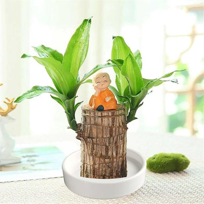 Plant Saucer Pot Tray Planter Saucers 4 Pack 4 in,5 6 7 8 9 10 11 12 13 Inch for Indoors Outdoor, Durable Sturdy Ceramic Flower Drainage drip Water Tray for Glazed Pots Base (4 Inch-White)